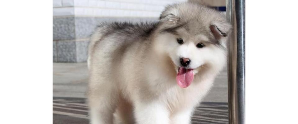 网红宠物——养阿拉斯加犬的秘诀（网红宠物的健康饲养与训练技巧）