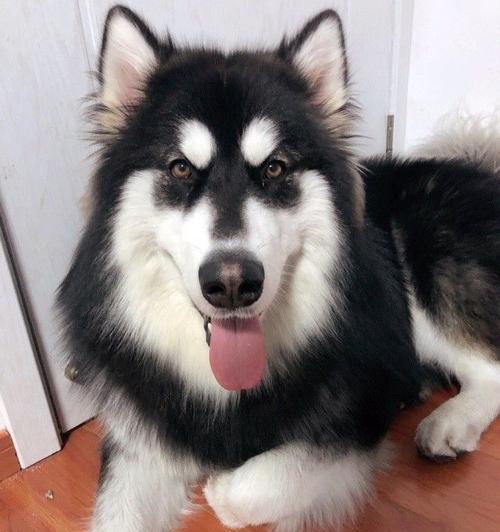 网红宠物——养阿拉斯加犬的秘诀（网红宠物的健康饲养与训练技巧）