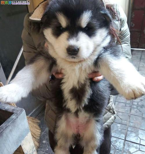 以养阿拉斯加犬为主题的发家之路（宠物行业的新机遇和发展趋势）