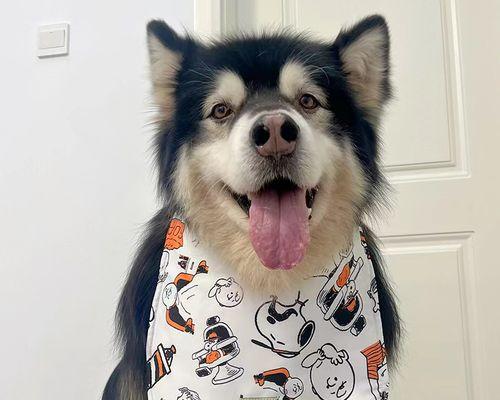 养宠必看！阿拉斯加犬与萨摩耶哪个更适合（从性格、体型、适应环境等方面进行对比）