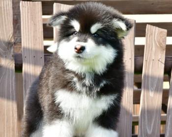 养阿拉斯加犬的奇妙体验（以宠物为主）