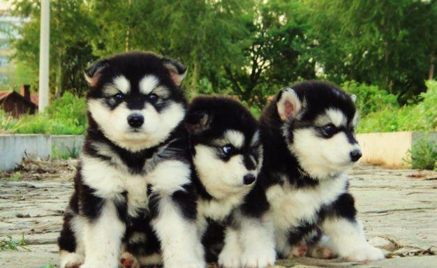 如何养护健康的阿拉斯加幼犬（关注细节）