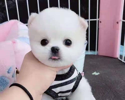 博美犬的桃花生涯（从宠物到情场老手）