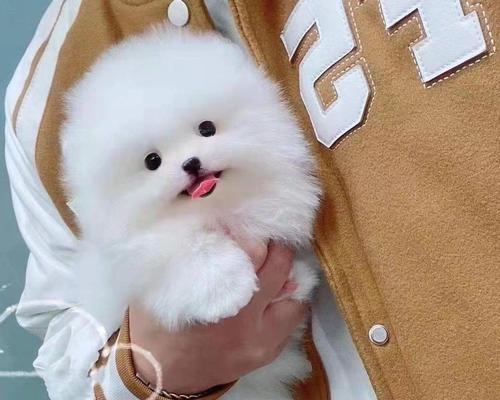 选择养博美还是鹿犬（以性格、适应性、训练难度为比较）