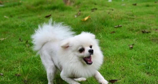 博美与小鹿犬，宠物养护攻略（比照看待养护之道）