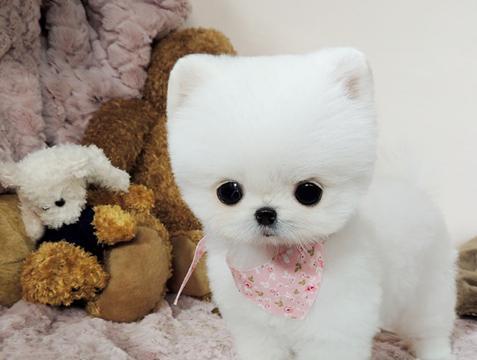 博美与小鹿犬，宠物养护攻略（比照看待养护之道）