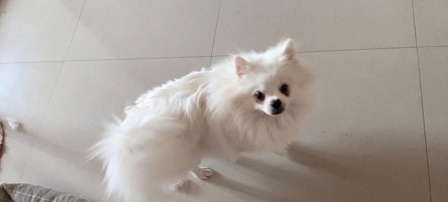 如何应对养博美幼犬的脏习惯（宠物爱好者必看）