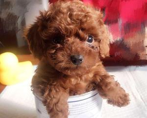 如何养护茶杯泰迪犬（注意事项）