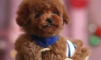 如何养护茶杯泰迪犬（注意事项）