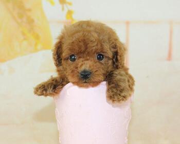如何养护茶杯泰迪犬（注意事项）