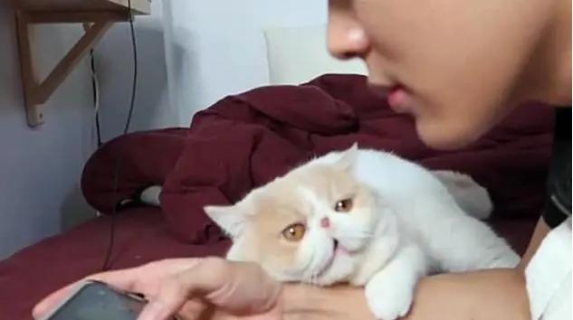 养猫乐趣无穷（电视游戏带你感受养猫生活）