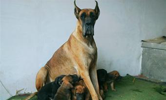 养大丹犬的乐趣（与我家大丹犬的美好时光）