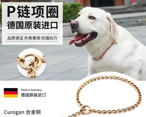养宠物的选择（探讨两种宠物的特点与适合养育的人群）
