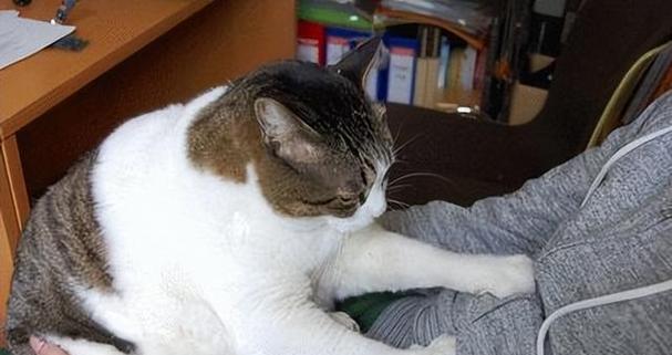 宠物离世，心中难过——致我心爱的小猫（以养的小猫死了）