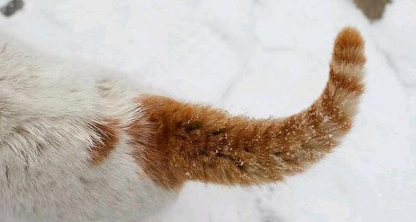 宠物离世，心中难过——致我心爱的小猫（以养的小猫死了）