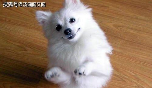 如何养护刚出生的小狗（宠物爱好者必备的初级指南/小狗营养和健康的管理技巧）