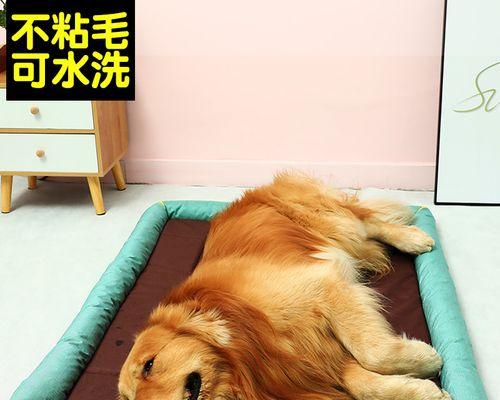 养狗的选择（比较两种狗狗的特点和适宜的家庭条件）