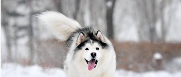 以宠物为主（探讨阿拉斯加犬的特点和适合养狗的新手需要注意的问题）