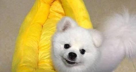 博美宠物养护全攻略（从喂养到训练）
