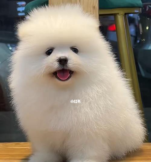 博美宠物养护全攻略（从喂养到训练）