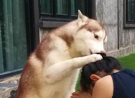 养哈士奇的主人心太大了（一只被遗弃的哈士奇的幸运之旅）