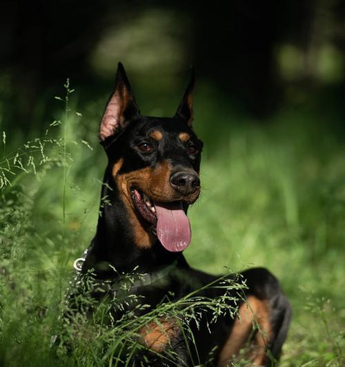 养哈士奇和杜宾犬的全面指南（让宠物成为你生活中最忠实的伙伴）