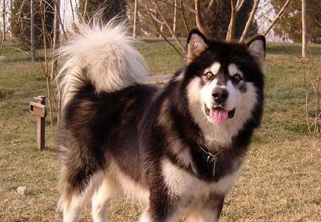 养哈士奇还是阿拉斯加（比较两种犬种的特点）