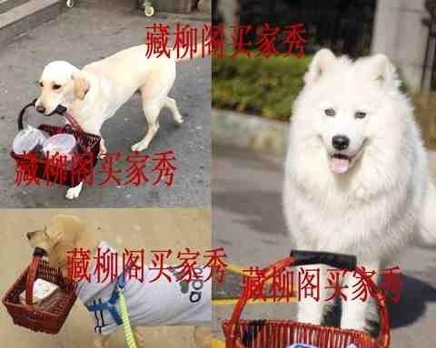 哈士奇与拉布拉多，宠物犬的选择（了解不同犬种的特点）