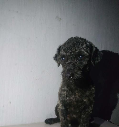 养灰色泰迪幼犬的全面指南（宠物爱好者必看）