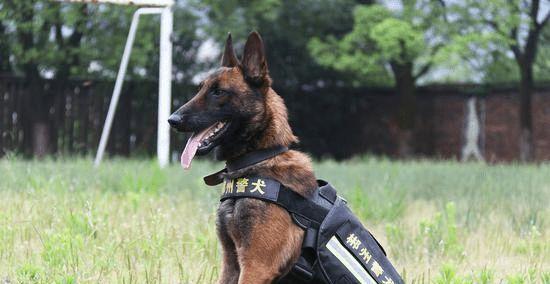 以养警犬的工作经历（宠物变身警犬）