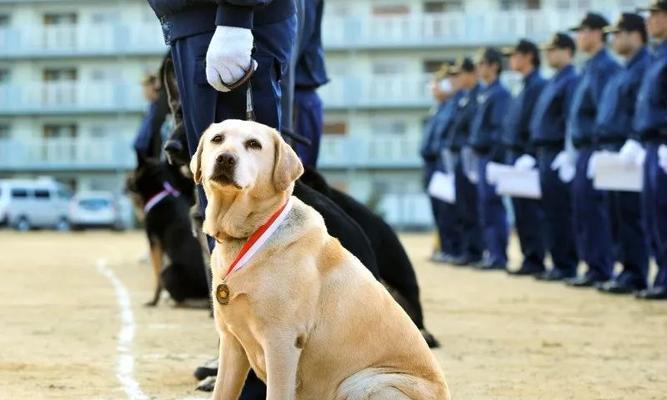 以养警犬的工作经历（宠物变身警犬）