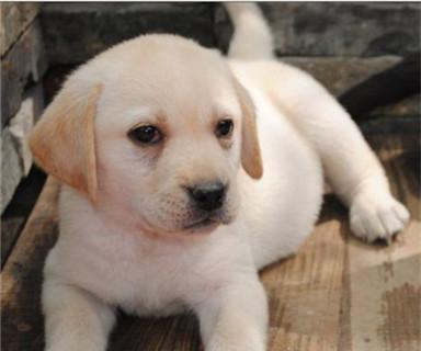 如何养一只健康快乐的拉布拉多犬（从喂养到训练）