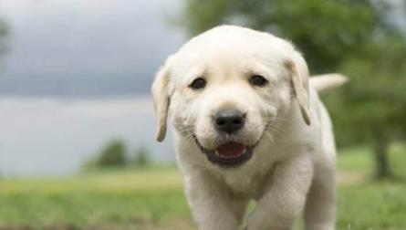 拉布拉多犬对人类的好处（以宠物为主）