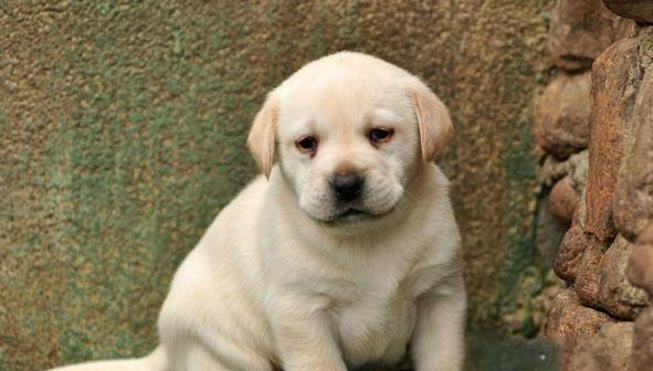 如何养护拉布拉多犬（注意事项）
