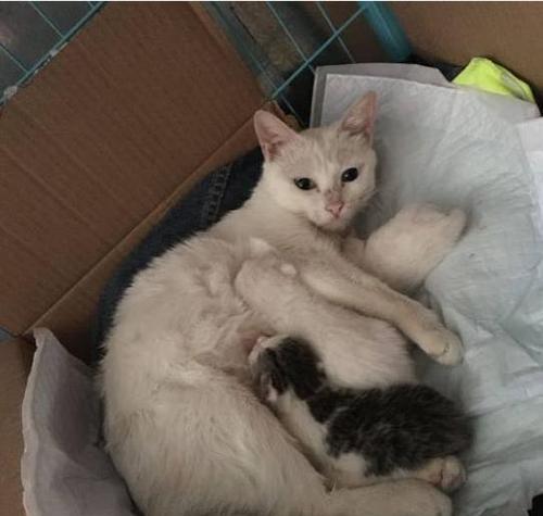 两只母猫的养育指南（准备工作）