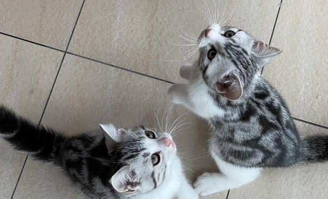两只母猫的养育指南（准备工作）