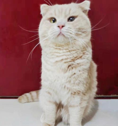 猫咪身上痒？教你如何解决痒痒的问题！