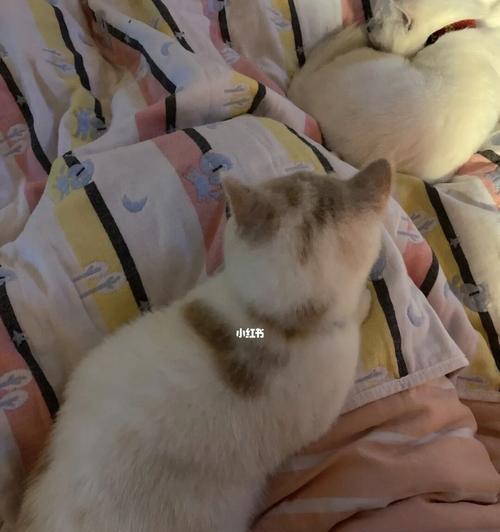 养猫必备用品大揭秘（了解这些用品）