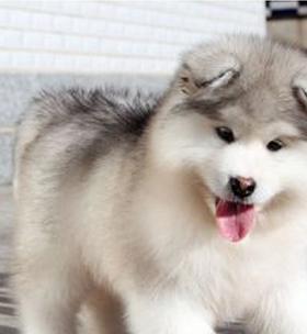 萨摩耶与阿拉斯加犬，哪种犬更适合做宠物（比较它们的性格）