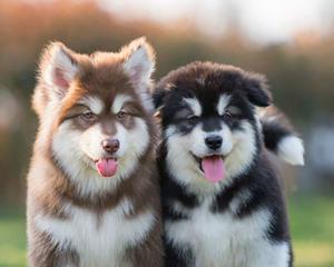 如何养好你的阿拉斯加幼犬（从选择到培养）