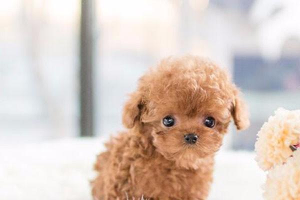 养泰迪的基本常识（全面了解泰迪犬的养护要点）