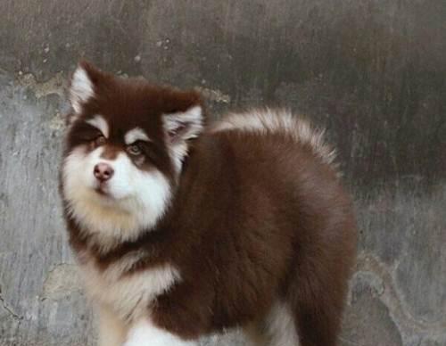 如何选择适合自己的犬类宠物？