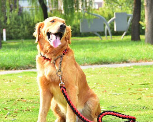 如何选择适合你的宠物犬（泰迪与拉布拉多的优缺点分析）