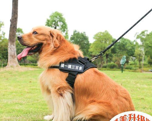 如何选择适合你的宠物犬（泰迪与拉布拉多的优缺点分析）