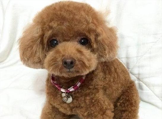 如何选择适合养宠物的犬种（以养泰迪还是博美为例）