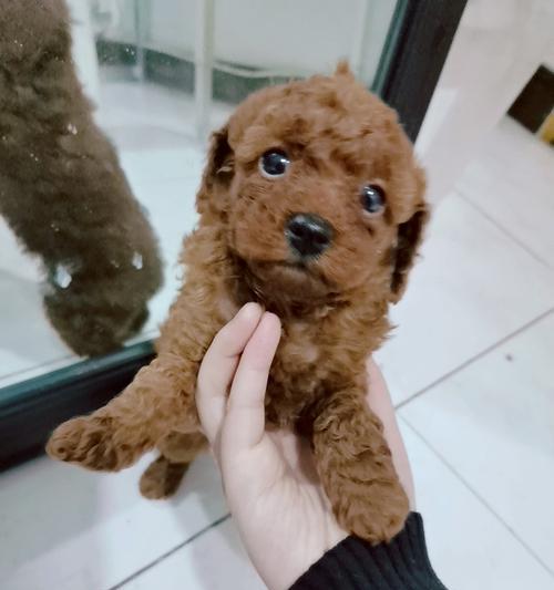 饲养泰迪是否会导致过敏（探究泰迪犬的过敏源及预防措施）