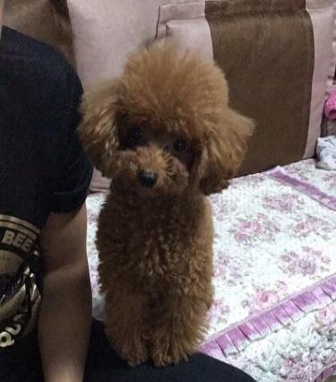 以养泰迪需注意的健康问题（预防疾病）