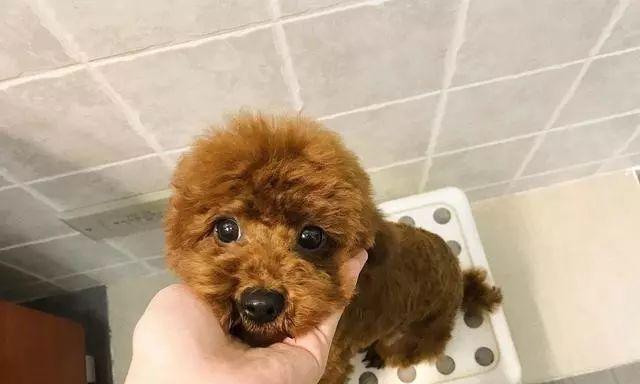 如何预防泰迪寄生虫感染