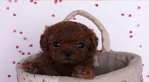 如何选择最美的泰迪犬颜色（探究泰迪犬不同颜色的魅力与特点）