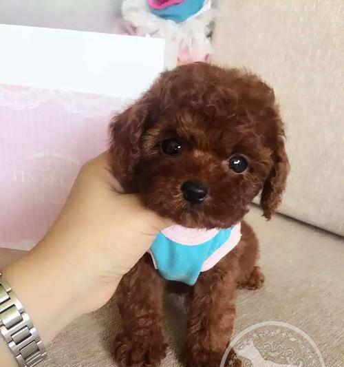 养泰迪不好的地方（了解这些问题）
